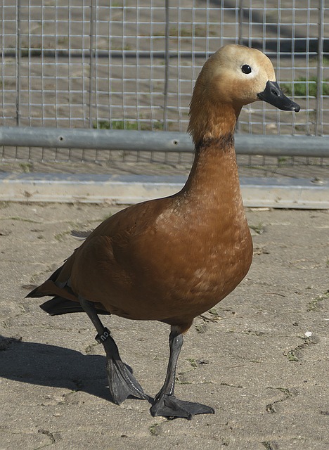 胜案例