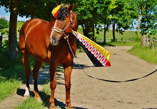 的职业生涯 的职业生涯